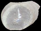 Unidentified Fossil Shrimp (Pos/Neg) - Mazon Creek #70630-3